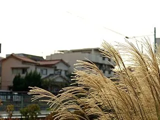 忙しい毎日の気分転換に！爽やかな香りのア…