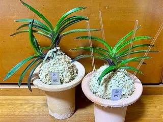 無銘（高知・芸西村産）