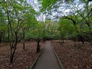 くじゅう 男池
