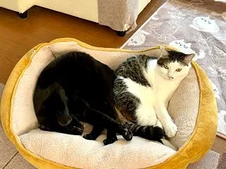 やっと復活
