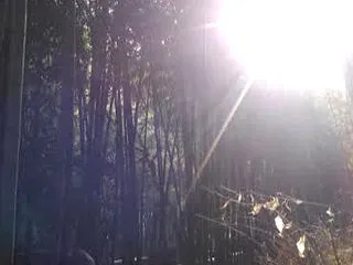 肉体の進化を助けるアポトーシス現象（気功…