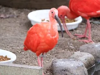 ショウジョウトキ 202610 1