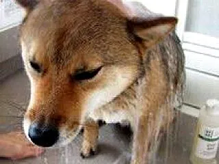 ありがとー！