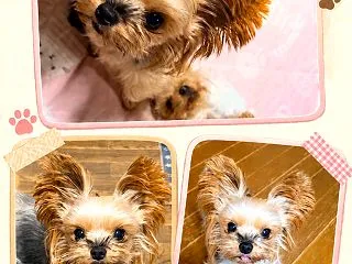 お泊りちゃん