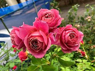 今日咲いてるバラ～あおい、クロードモネ、…