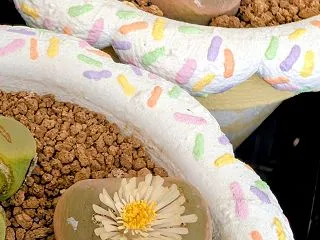 コノフィツム『マウガニー』の開花と『リト…