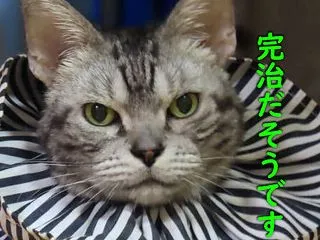 完治しました