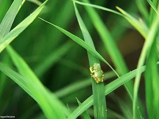あまがえる