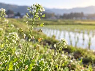 ナズナ（ぺんぺん草）とは？春の七草の野草…