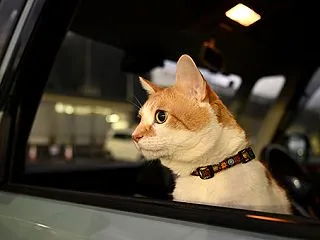 ありふれた夕暮れとまさか！の事故