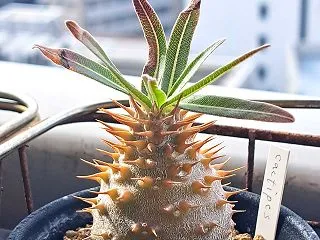 パキポディウムの紅葉具合を見る.その２
