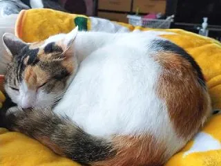 伊勢のくうや餅