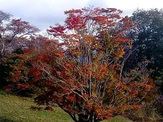 【2026池田町紅葉情報】 大峰高原 七…