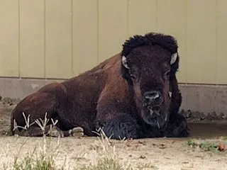 アメリカバイソン 202610 8