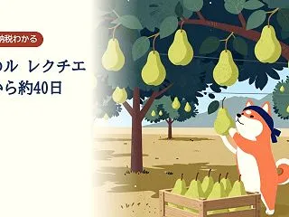 新潟の洋なし「ル レクチエ」は10月に収…