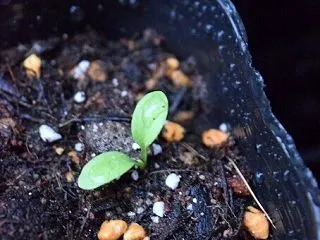 秋蒔きのタネが発芽中