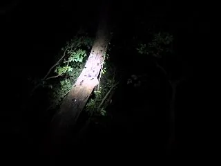 初公開！驚くほどのクワガタが集まる木はこ…