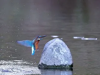 蒲池でスタンバイ中でした♪