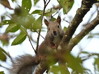 耳毛が伸びてきた ～ 先週のウトナイ湖