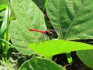 翅伏せて静かにとまり赤とんぼ