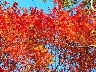 “タマネギ” 植え付けと鷹狩山の紅葉・・…