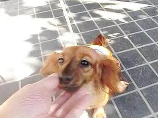 カニンヘンダックス動画：チナちゃんの