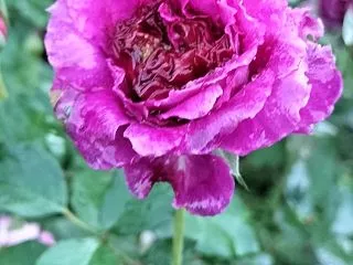 水も滴るバラ