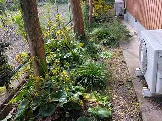 ツワブキの開花
