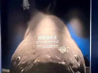 復活の琵琶湖大ナマズ水槽