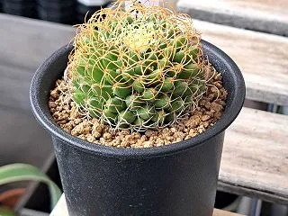 狂刺琴糸丸とスキリアナ