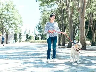 愛犬との散歩を諦めない！肘が痛い時の動作…