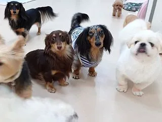 急に寒くなってきたけど集まる犬たち ひみ…