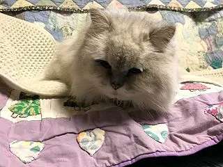 元気な雑草たち