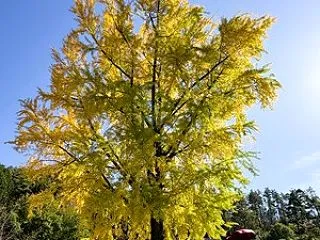 【2026池田町紅葉情報】 長福寺 大イ…