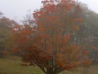 【2026池田町紅葉情報】 大峰高原 七…