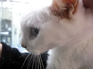 血ぃ～止められてるのれす・・(。-`ω-…