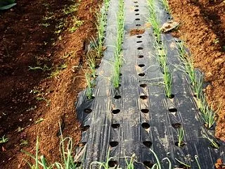 玉ねぎを移植します・・・今年は合計で40…