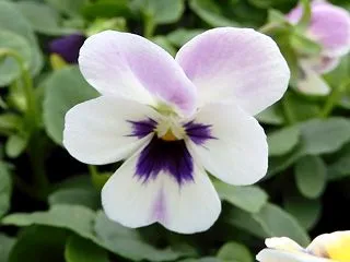 人の顔のような模様のビオラの花