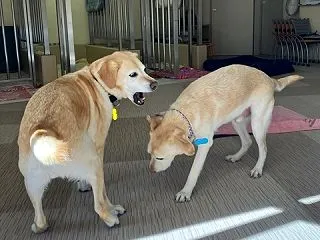 北海道盲導犬協会のカレンダー🐾