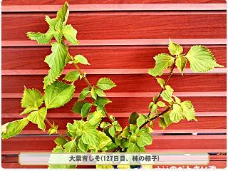 10/29 大葉シソ栽培(14)～まさか…