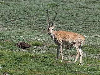 【世界遺産検定1級対策】青海フフシルの「…