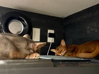 おや⁇一緒に寝てる⁇⁇⁇