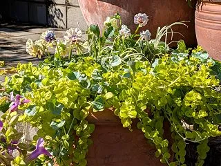 パンビオ待機苗の植え付けを進めて