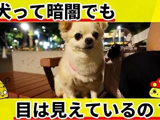犬は暗闇でも見える？暗い場所で見える理由…