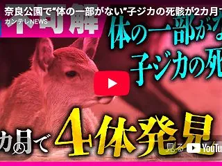 奈良公園で“体の一部がない”子ジカの死骸…