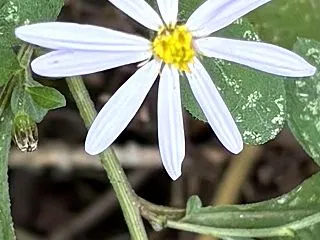 八方へ細き花びら伸ばしをり藪にまぎれて野…