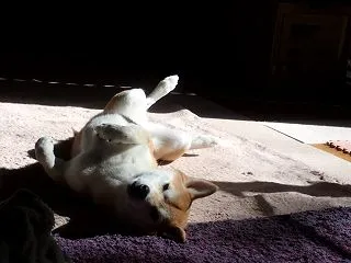 存分に日向ぼっこ