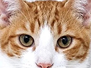 里親募集中♪オスのしんのすけくん