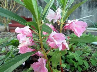 最後のホウセンカ・白菜培地耕す・寒い朝と…