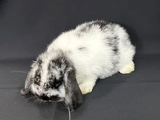 小動物入荷！